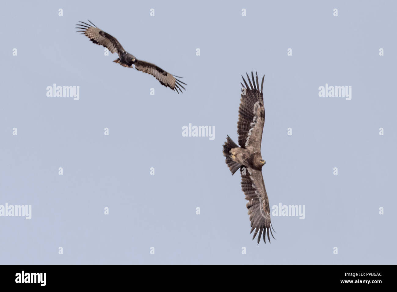 Eagle Soaring Mountains Stock Photos Eagle Soaring