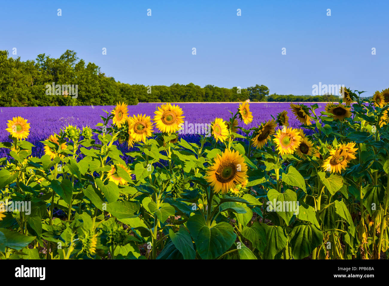 lavender fields with sunflowers, Provence, France, near Sainte-Croix-du-Verdon, department Alpes-de-Haute-Provence, region Provence-Alpes-Côte d’Azur Stock Photo