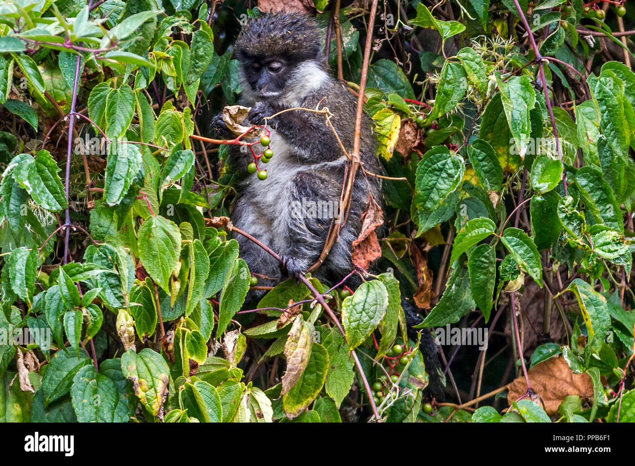 Bale Monkey, Bale Mountains, Ethiopia Stock Photo