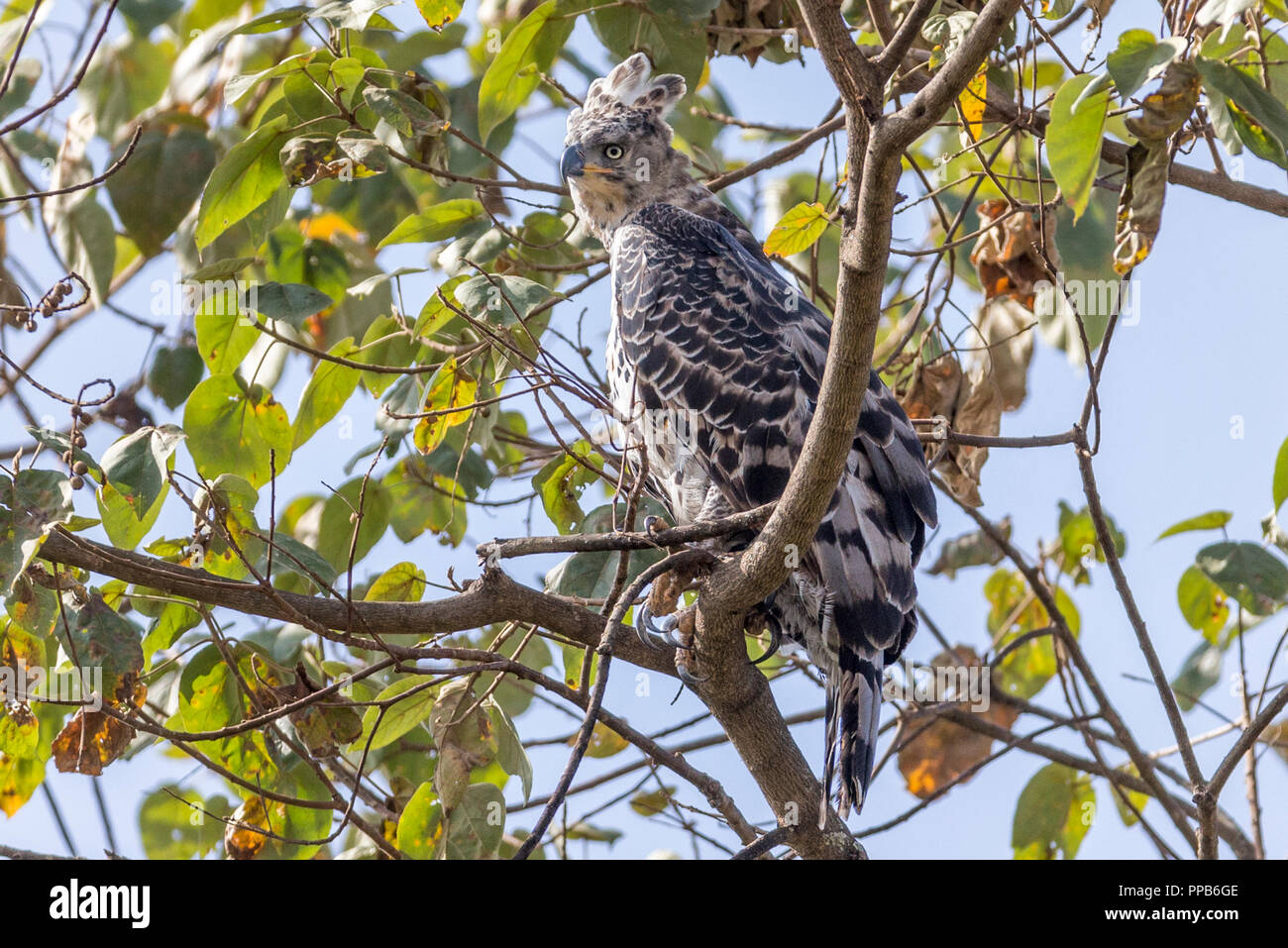 Crowned Eagle Aka The African Crowned Eagle Or The Crowned Hawk Eagle