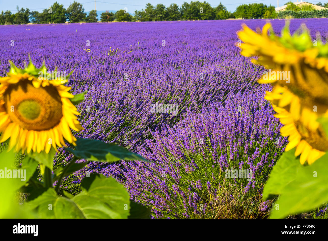 lavender fields with sunflowers, Provence, France, near Sainte-Croix-du-Verdon, department Alpes-de-Haute-Provence, region Provence-Alpes-Côte d’Azur Stock Photo