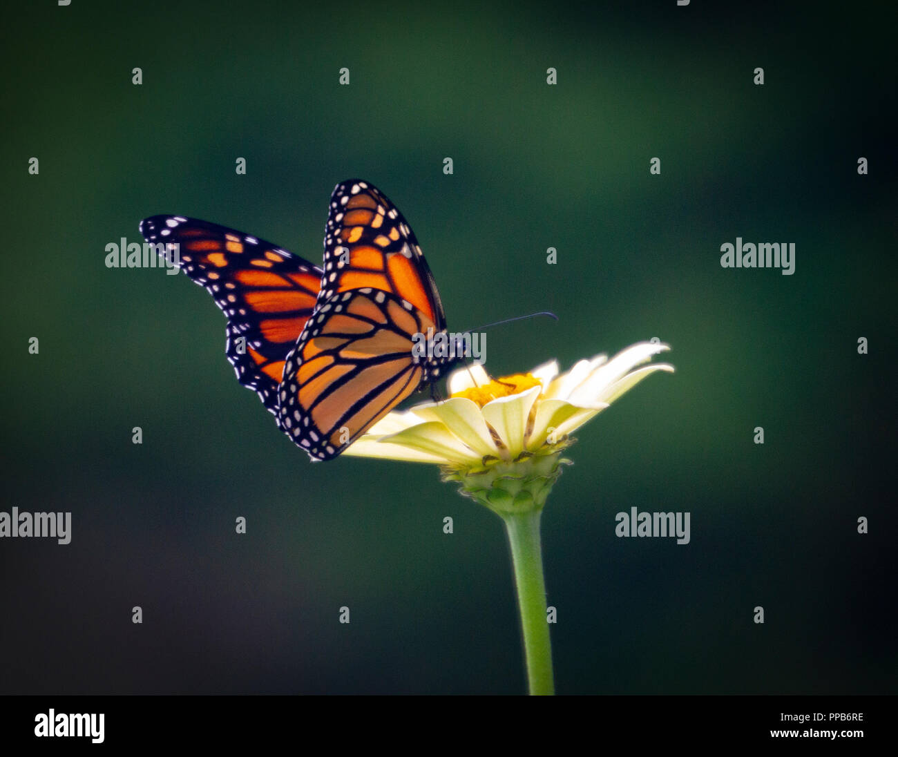 A monarch butterfly visits a zinnia flower in summer Stock Photo