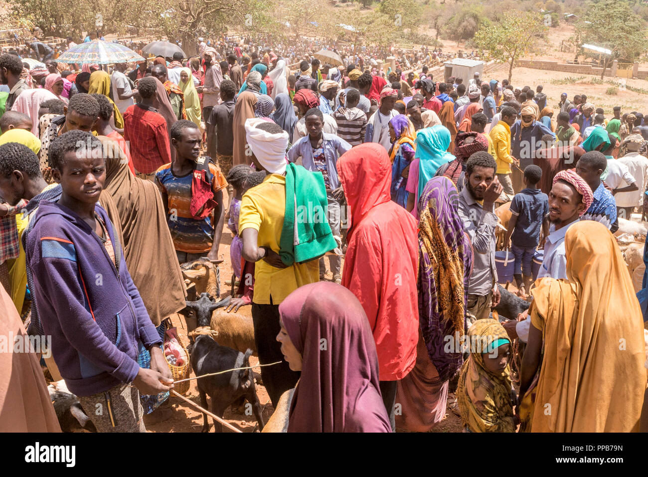 Dolo Mena market, Oromia Region, Ethiopia. Livestock market. Stock Photo