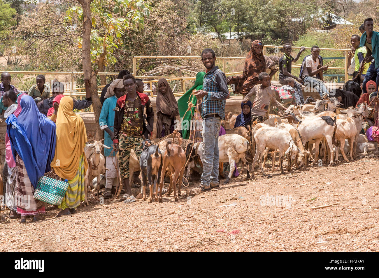 Dolo Mena market, Oromia Region, Ethiopia. Livestock market. Stock Photo