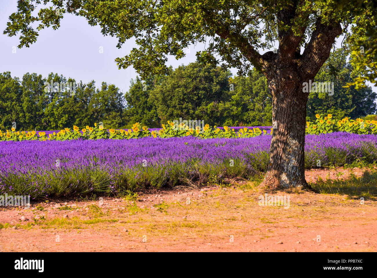 lavender fields with sunflowers and tree, Provence, France, landscape near Sainte-Croix-du-Verdon, department Alpes-de-Haute-Provence Stock Photo