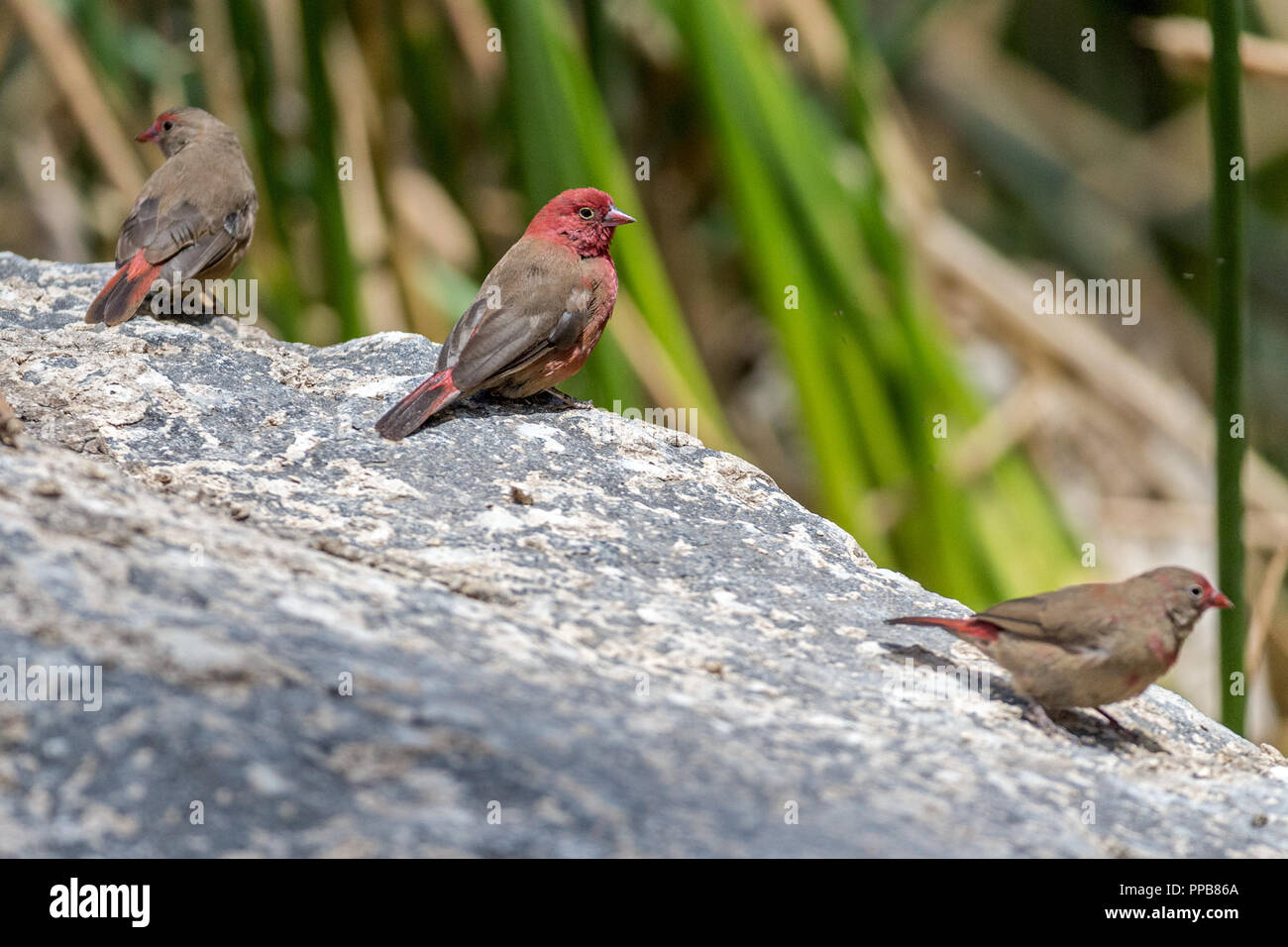 Red-billed firefinch, Lagonosticta senegala senegala, male & females, Volcanic Lake, Bishoftu aka Debre Zeit, Oromia region, Ethiopia,, Stock Photo