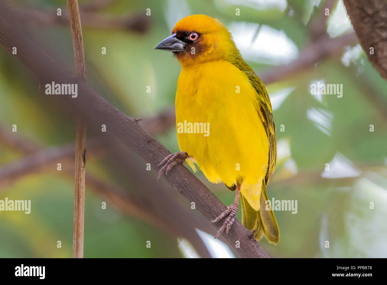 Male Ruppell's Weaver Ploceus galbula,  Volcanic Lake, Bishoftu aka Debre Zeit, Ethiopia, Oromia region, Stock Photo