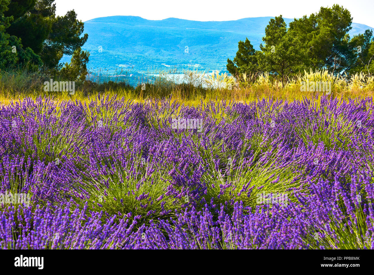 lavender fields with a view to lake of Sainte-Croix, Provence, France, landscape between Sainte-Croix-du-Verdon and Moustiers-Sainte-Marie Stock Photo