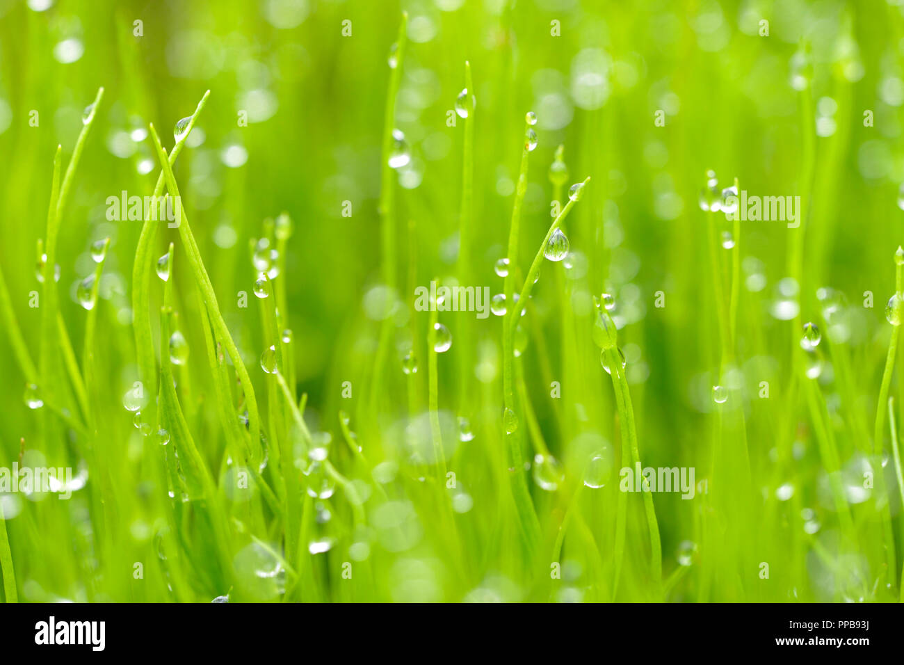 Pillwort (Pilularia globulifera) with water drops, North Rhine-Westphalia, Germany Stock Photo