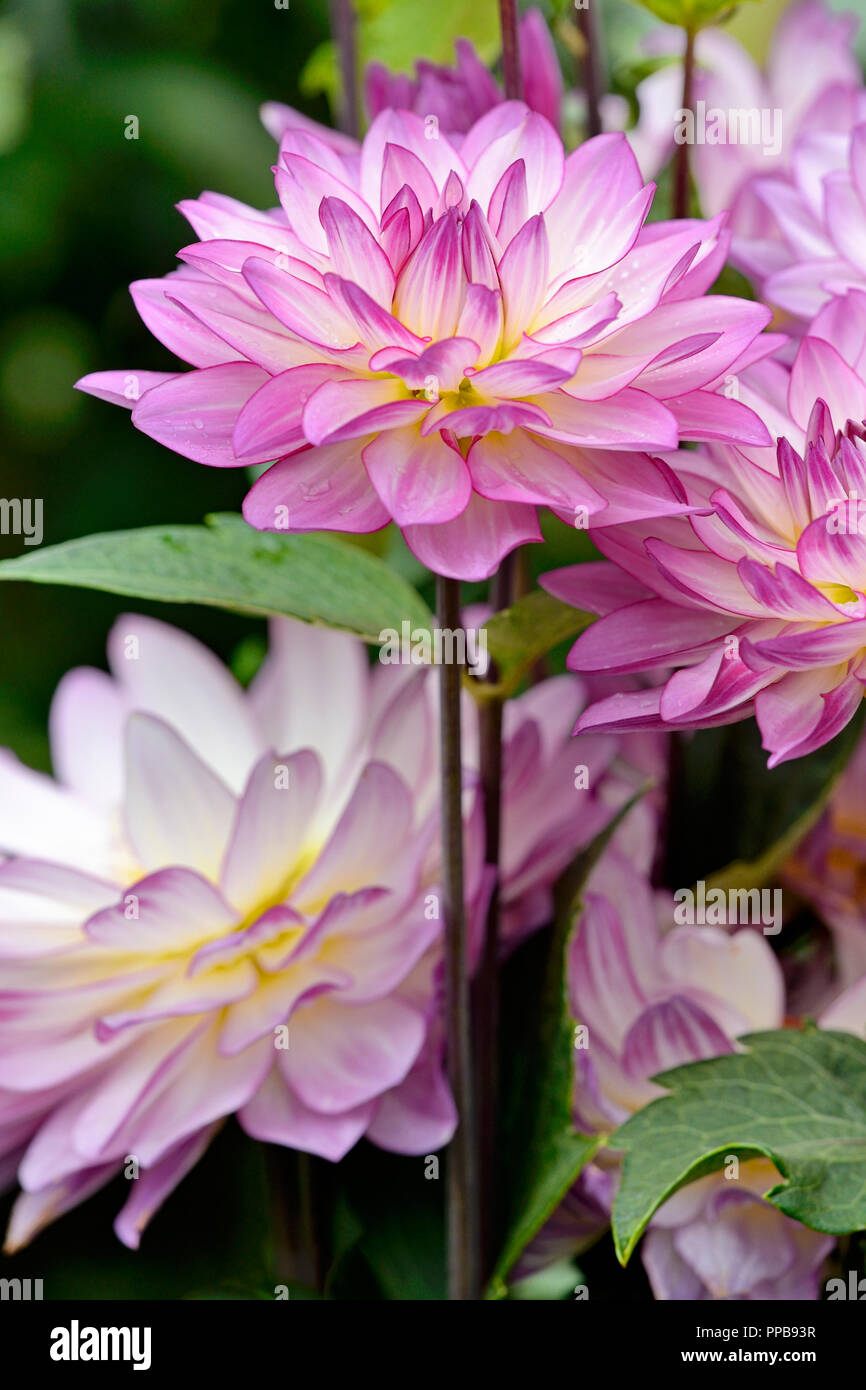 Decorative dahlia (Dahlia), white-pink flowers, North Rhine-Westphalia, Germany Stock Photo