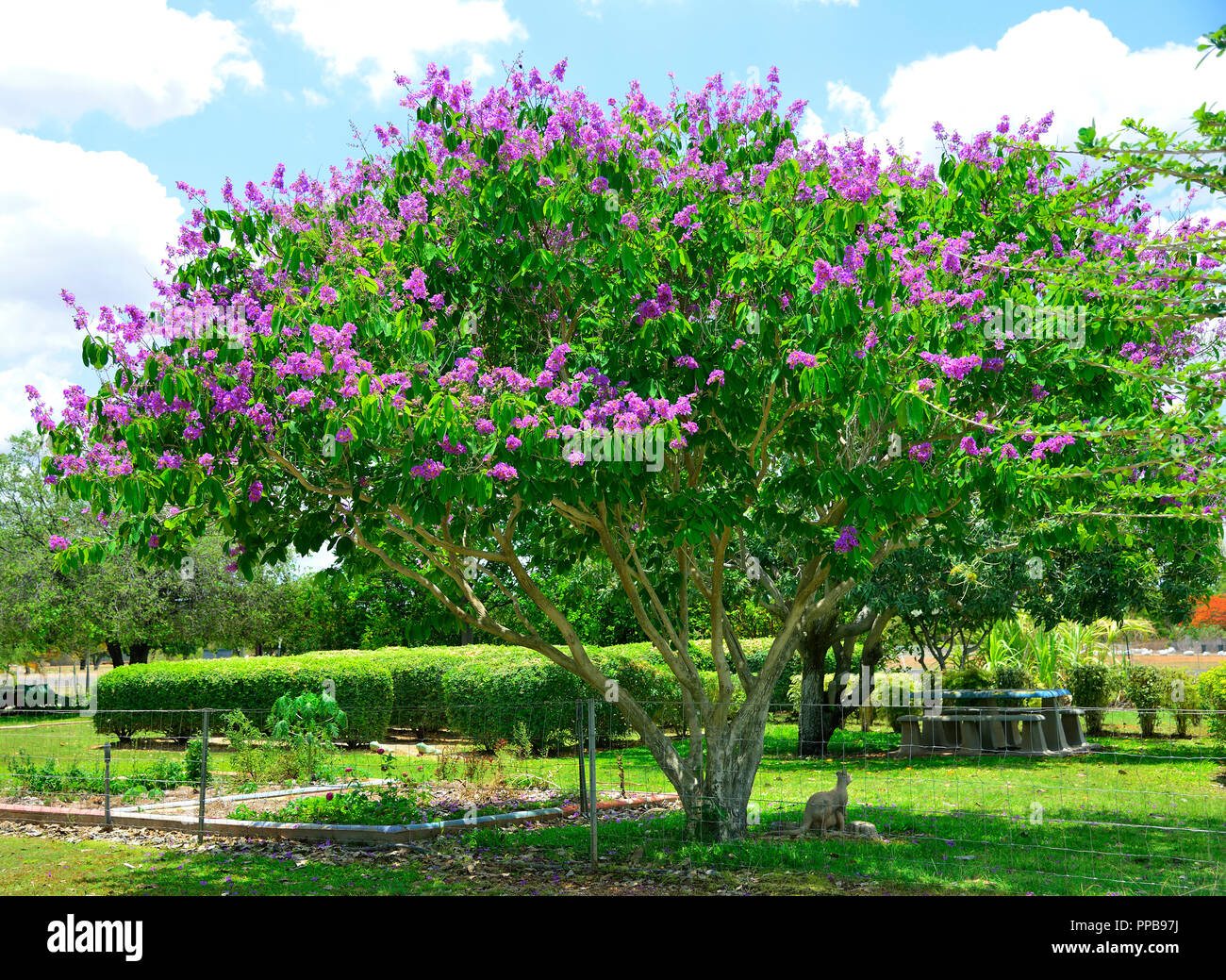 Jacaranda tree (Jacaranda Mimosifolia) flowering in the Northern Territory, Australia Stock Photo