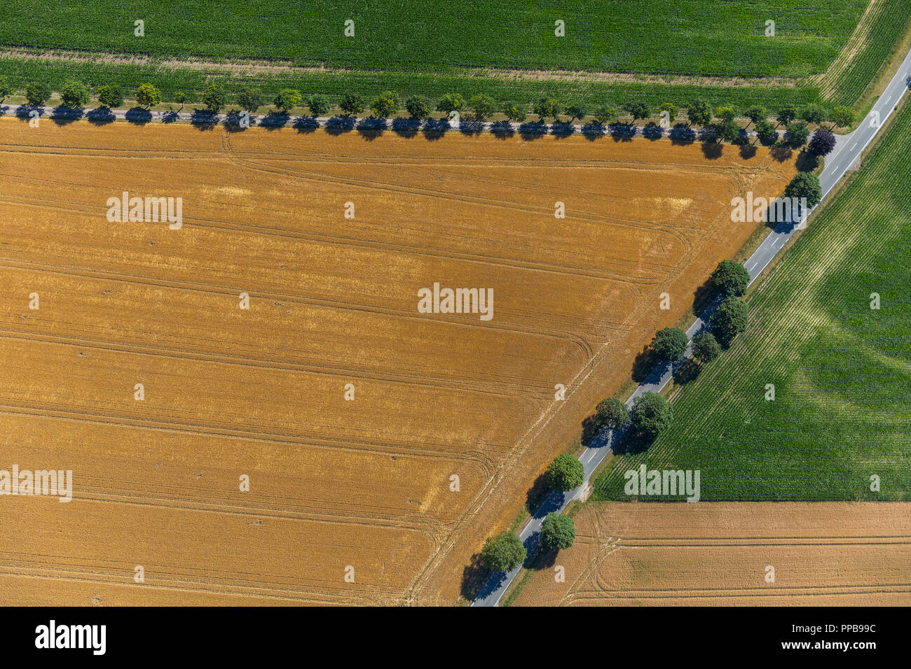Aerial view, cereal fields and meadows, dirt roads, geometric shapes, Ruhr area, North Rhine-Westphalia, Germany Stock Photo
