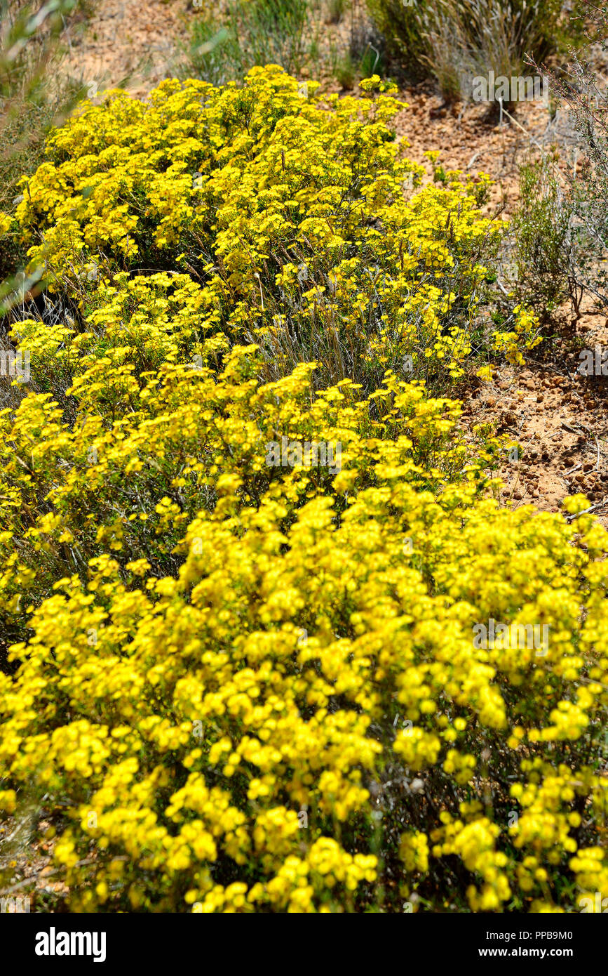 Carpet of yellow everlasting wildflowers photographed on a walk around Waverock, Hyden, WA, South Western Australia Stock Photo