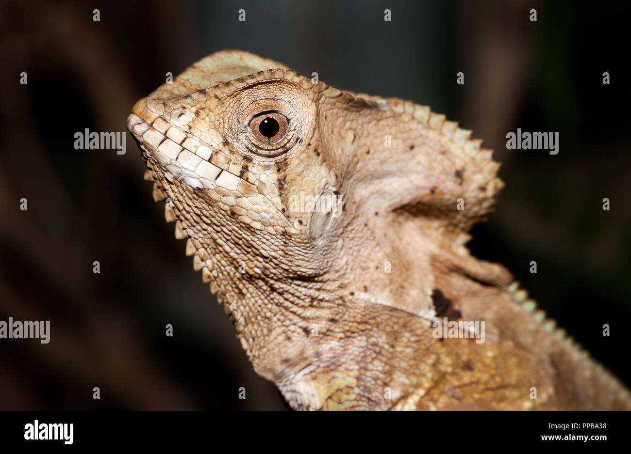 A helmeted basilisk photographed in Costa Rica Stock Photo