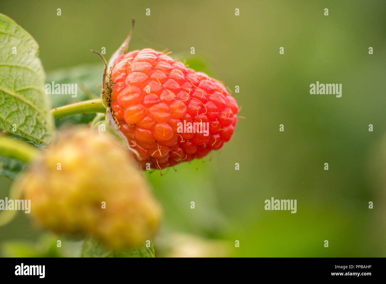 Single raspberry bush hi-res stock photography and images - Alamy