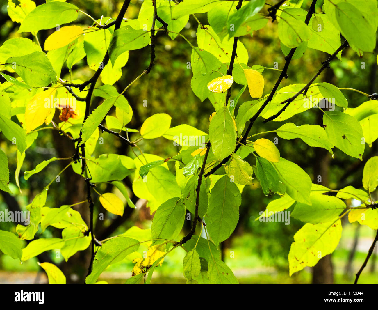 Wet foliage of yellow green leaves hi-res stock photography and images ...
