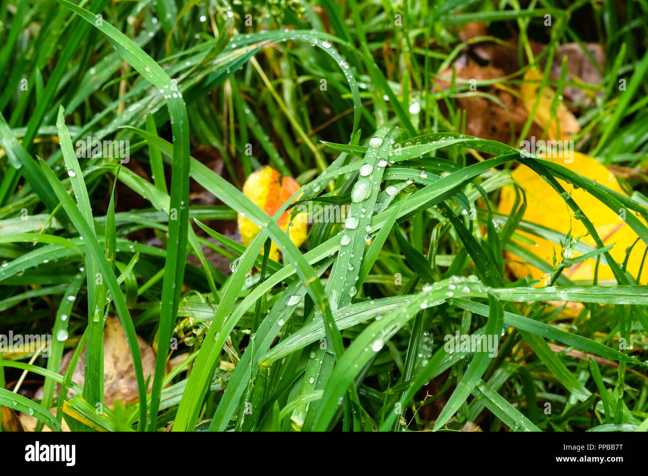 Wet green grass raindrops hi-res stock photography and images - Alamy