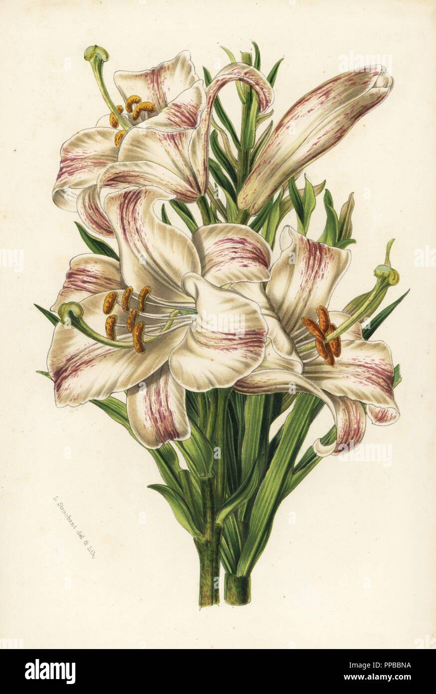 Madonna lily, Lilium candidum flore striato. Handcoloured lithograph from Louis van Houtte and Charles Lemaire's Flowers of the Gardens and Hothouses of Europe, Flore des Serres et des Jardins de l'Europe, Ghent, Belgium, 1851. Stock Photo