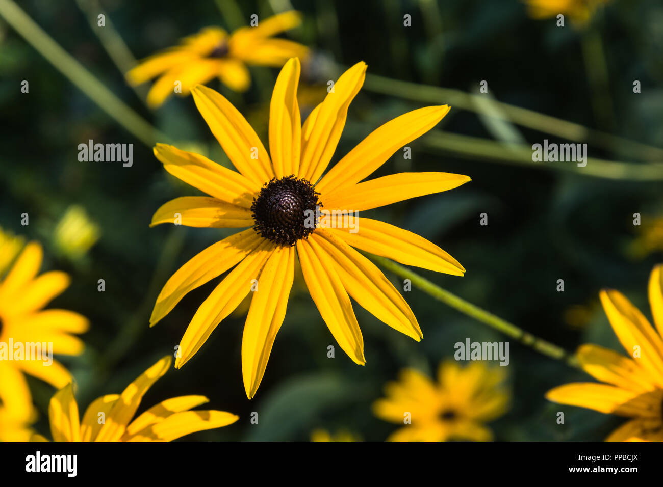 The bright yellow daisy-like flower heads in close up of the herbaceous perennial, Rudbeckia, in the late summer garden, Lancashire, England, UK Stock Photo