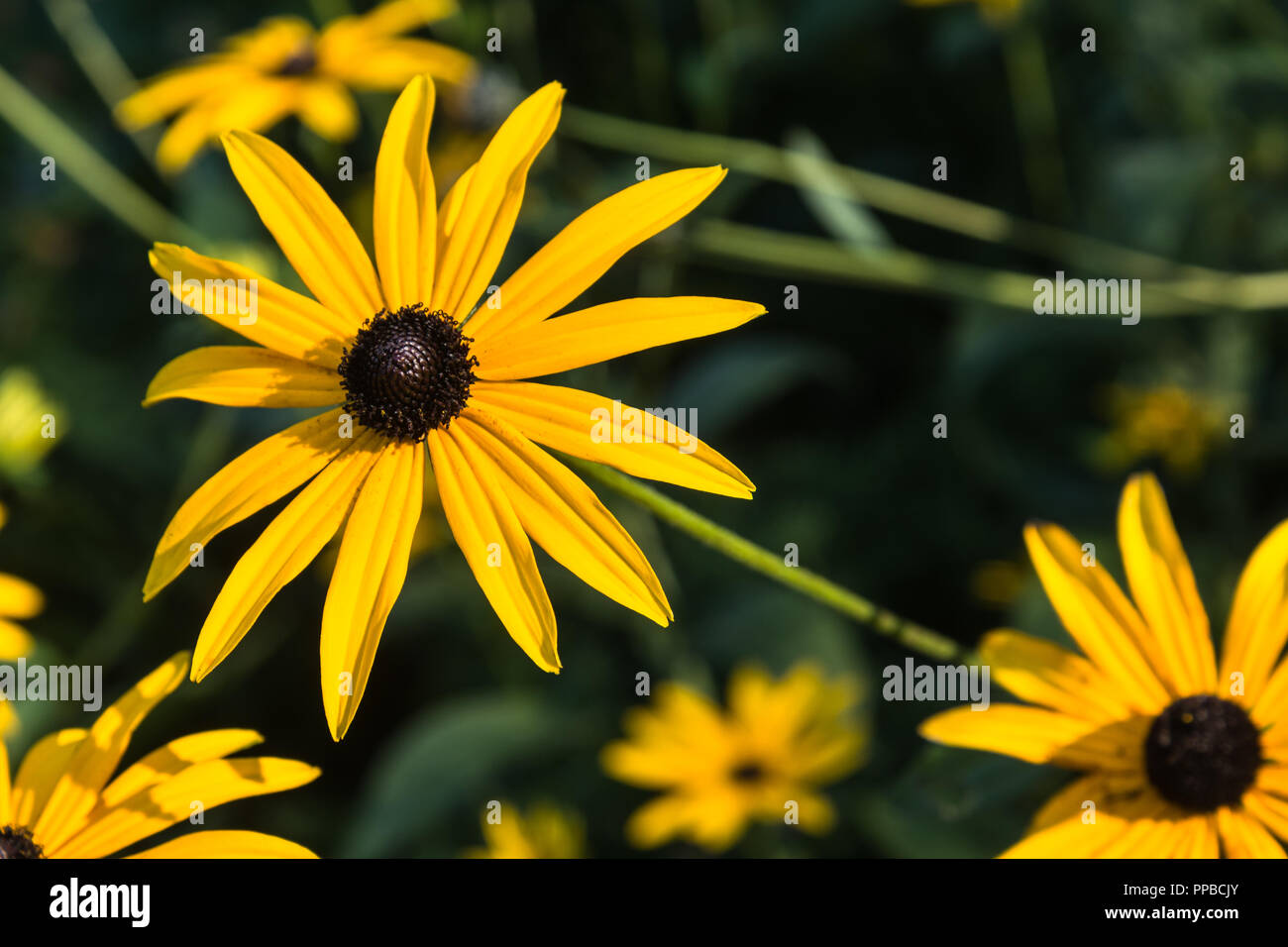 The bright yellow daisy-like flower heads in close up of the herbaceous perennial, Rudbeckia, in the late summer garden, Lancashire, England, UK Stock Photo