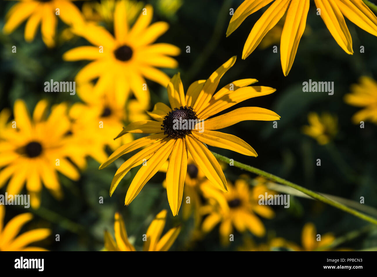 The bright yellow daisy-like flower heads in close up of the herbaceous