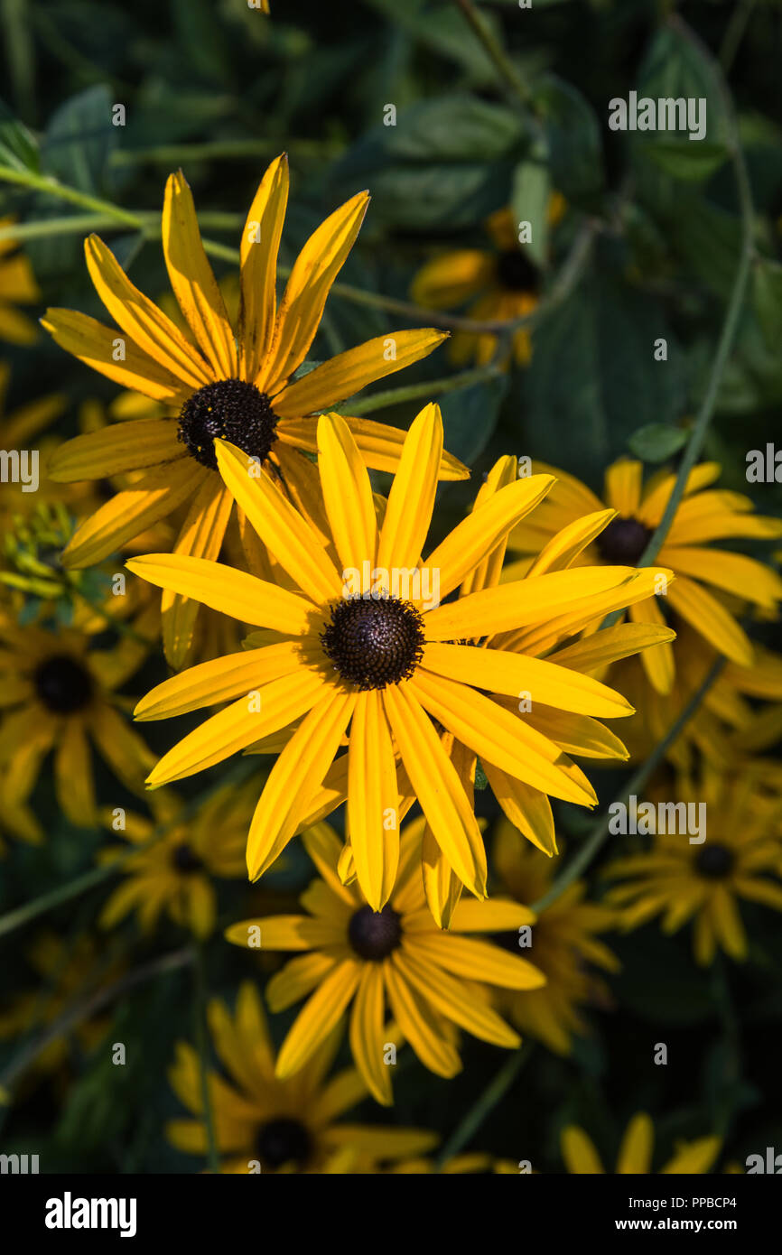The bright yellow daisy-like flower heads in close up of the herbaceous perennial, Rudbeckia, in the late summer garden, Lancashire, England, UK Stock Photo