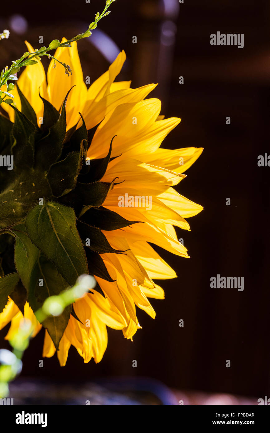 Close-up of yellow backlit sunflower blossom petals; Helianthus Stock Photo