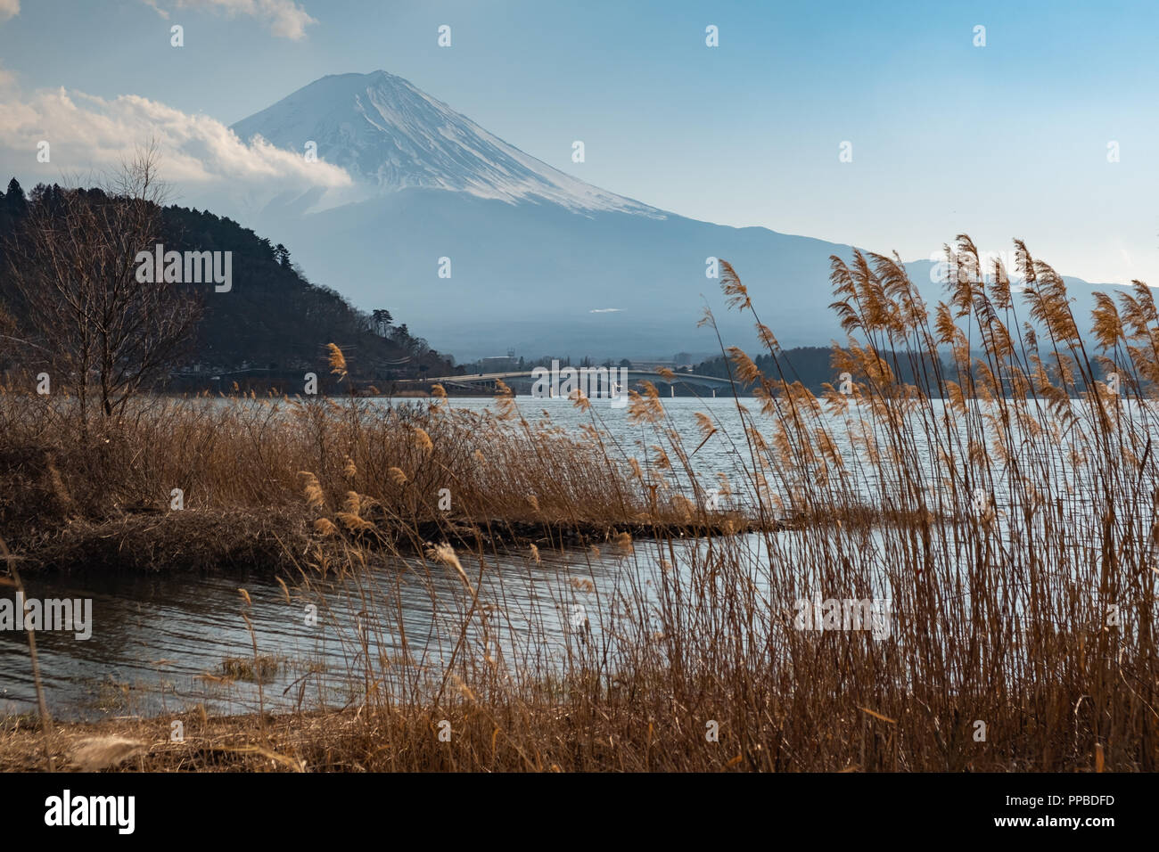 KAWAGUCHI, SAITAMA, JAPAN - 20 FEB 2018: Mount Fuji, lake Kawaguchi-ko with leaves in foreground at daytime Stock Photo