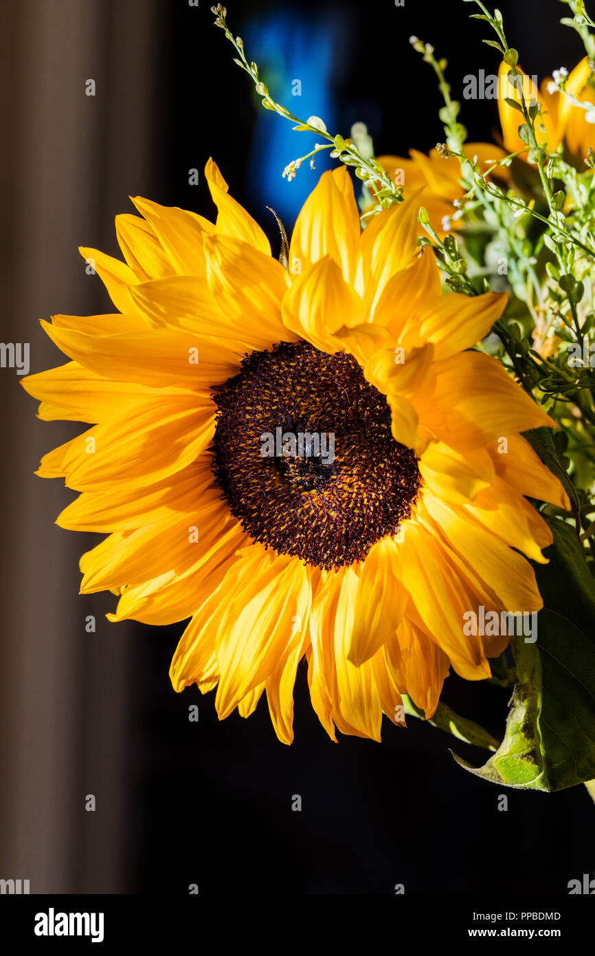 Close up of sunflower hi-res stock photography and images - Alamy