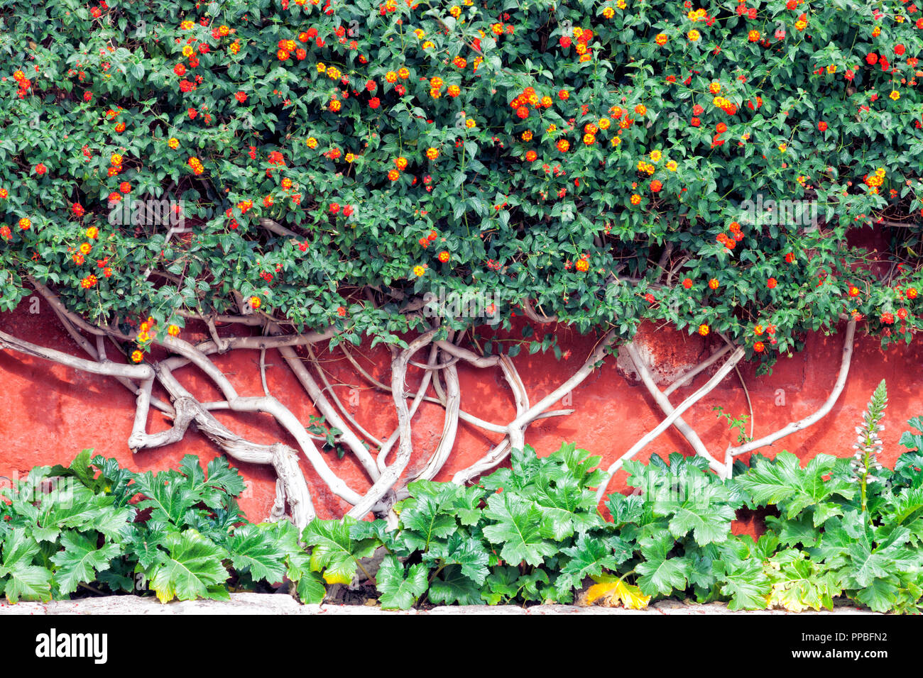 Orange and yellow flower ornamental trees on the red wall in an urban garden . Stock Photo