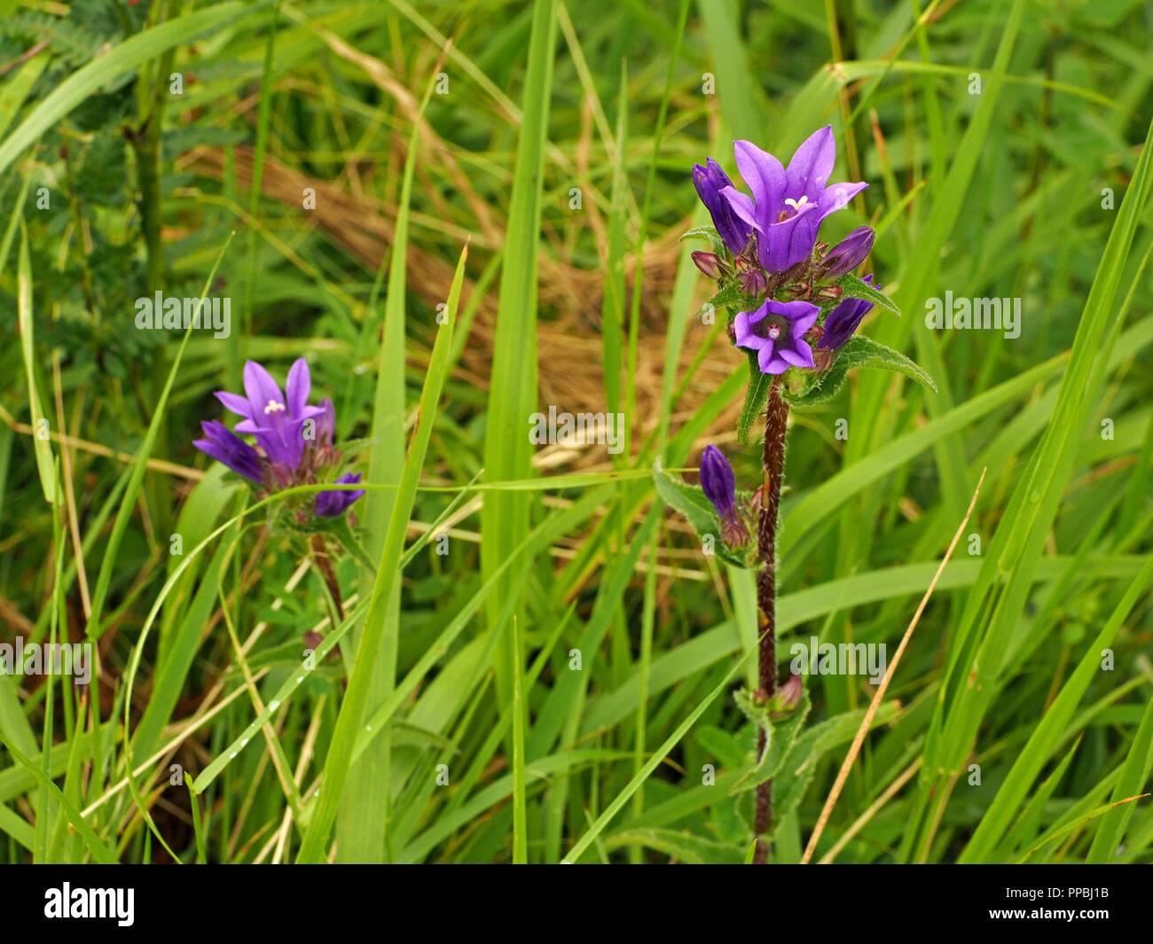 deep violet flowers of Clustered Bellflower or Dane's blood (Campanula glomerata) in the Ariège Pyrénées, France Stock Photo