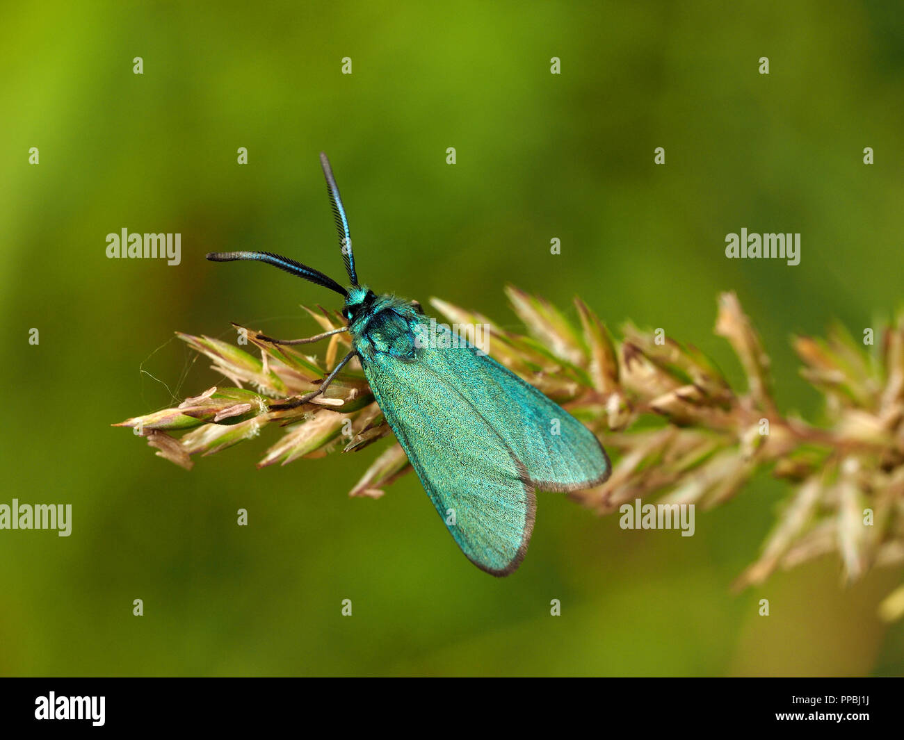 The Forester or Green Forester (Adscita statices) a day-flying green iridescent Zygaenid moth resting on grass seed-head in Ariège Pyrénées, France Stock Photo