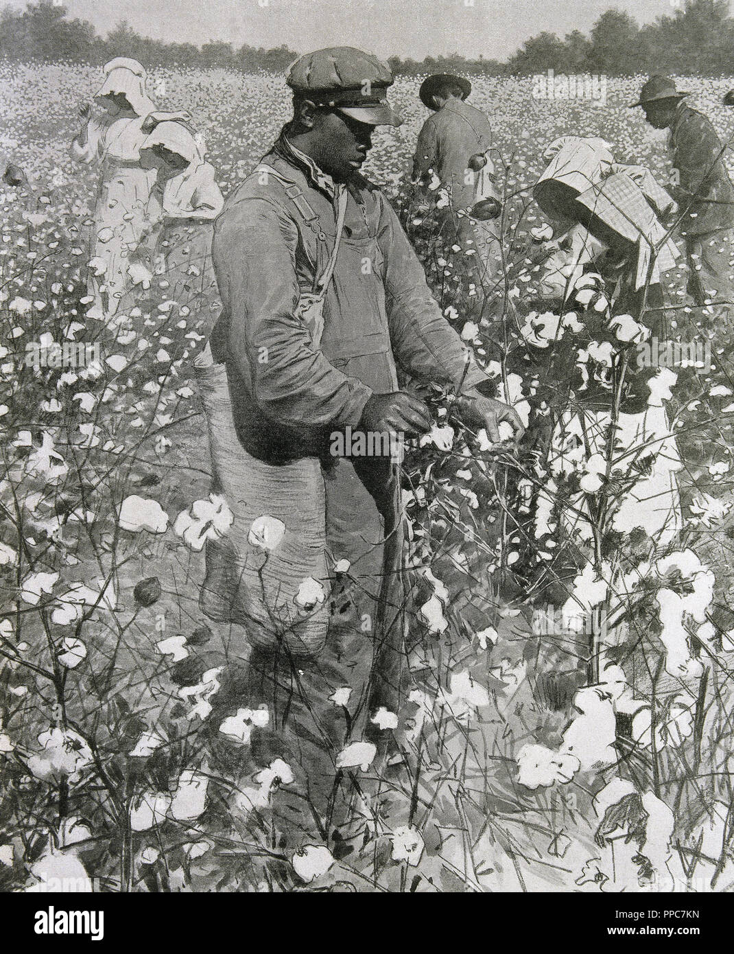 United States. Slaves picking cotton. Engraving 1878. Stock Photo