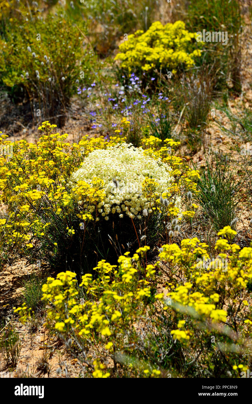 Carpet of yellow everlasting wildflowers photographed on a walk around Waverock, Hyden, WA, South Western Australia Stock Photo