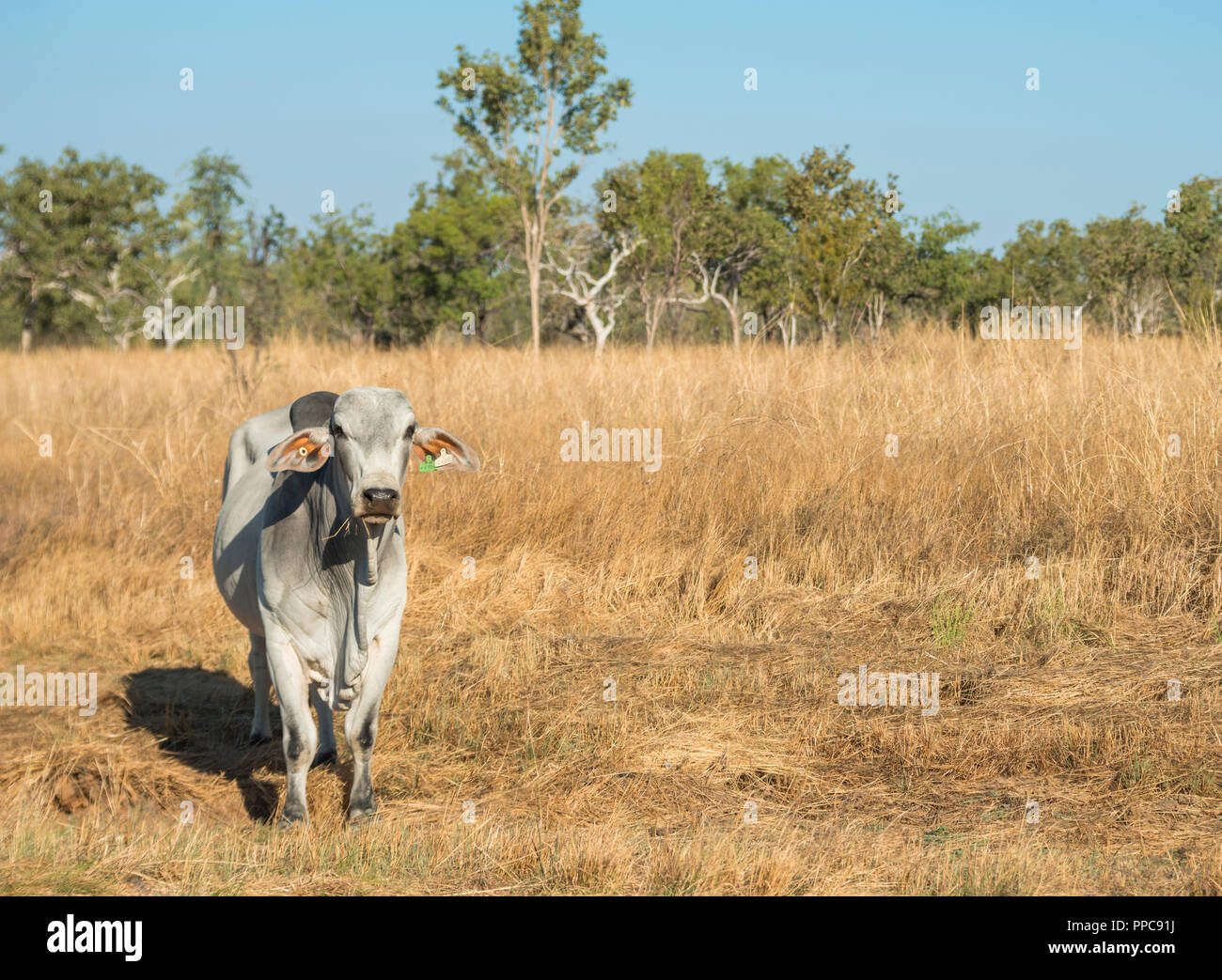 A Brahman cow staying in golden dry grass, NT, Australia Stock Photo