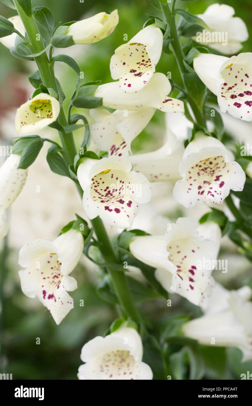 Digitalis purpurea 'Dalmatian Crème' flowers. Stock Photo