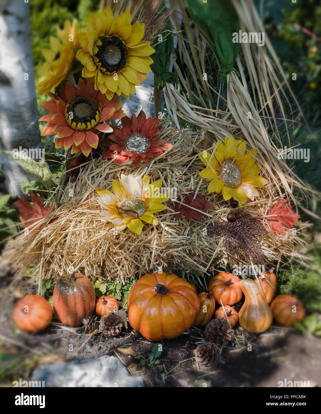 Sunflowers, straw, pumpkins, all decorations for Halloween. Stock Photo