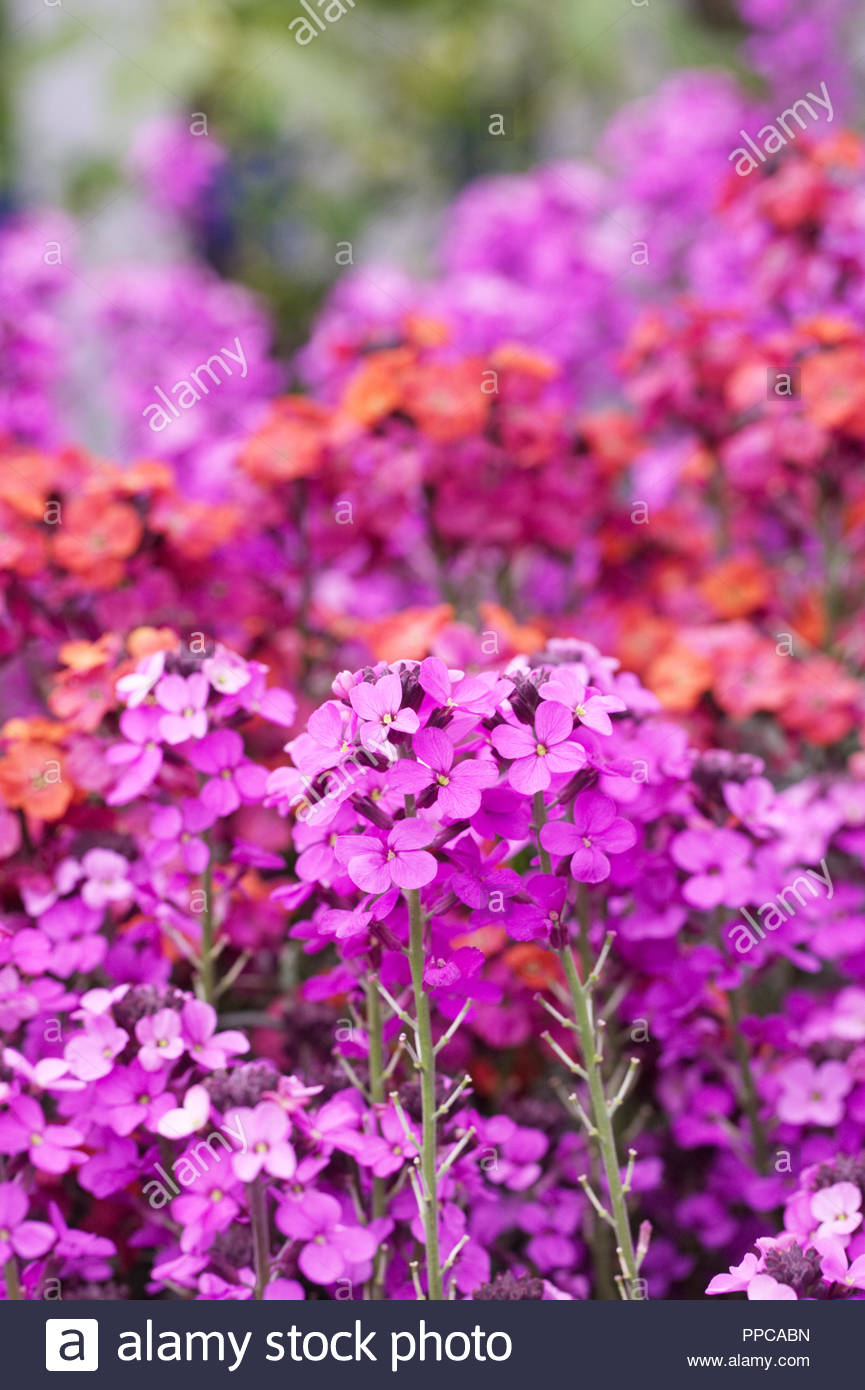 Mauve Flowers Stock Photos & Mauve Flowers Stock Images - Alamy
