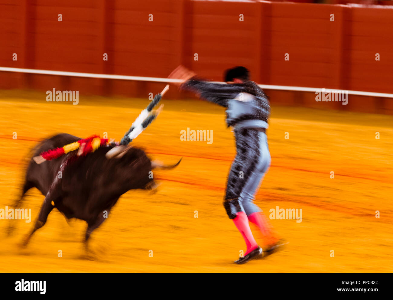 Los combates toro con banderillas Fotografía de stock - Alamy