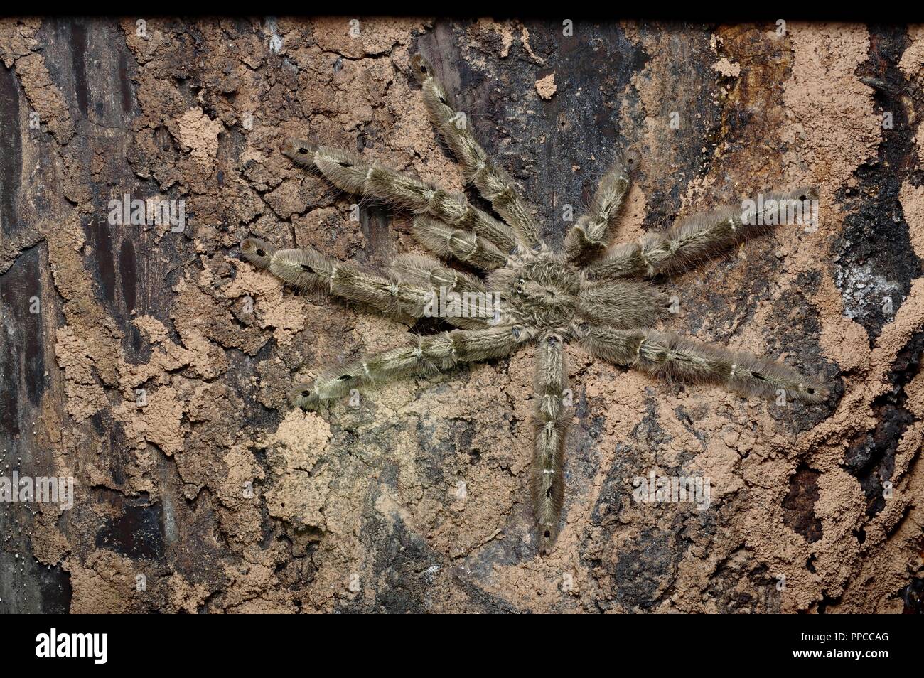 A Feather Leg Baboon Tarantula (Stromatopelma calceatum) in the rainforest at night at Bobiri Forest Reserve, Ghana, West Africa Stock Photo