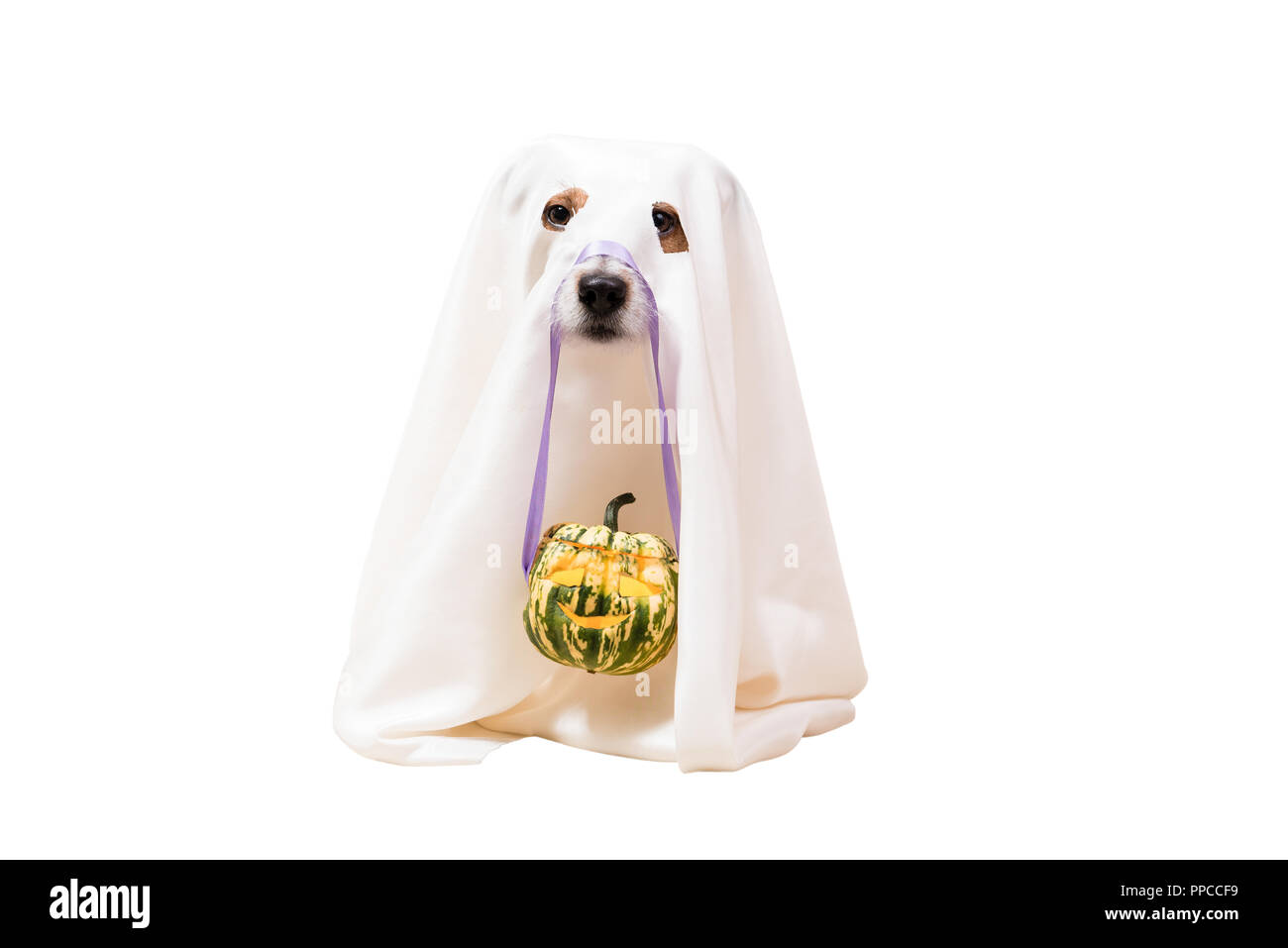 Dog under blanket as funny Halloween ghost holding Jack o'lantern ...
