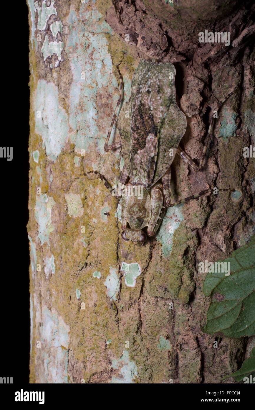 A large bark mantis (Theopompella aurivilli?) camouflaged against a tree trunk in Bobiri Forest Reserve, Ghana, West Africa Stock Photo