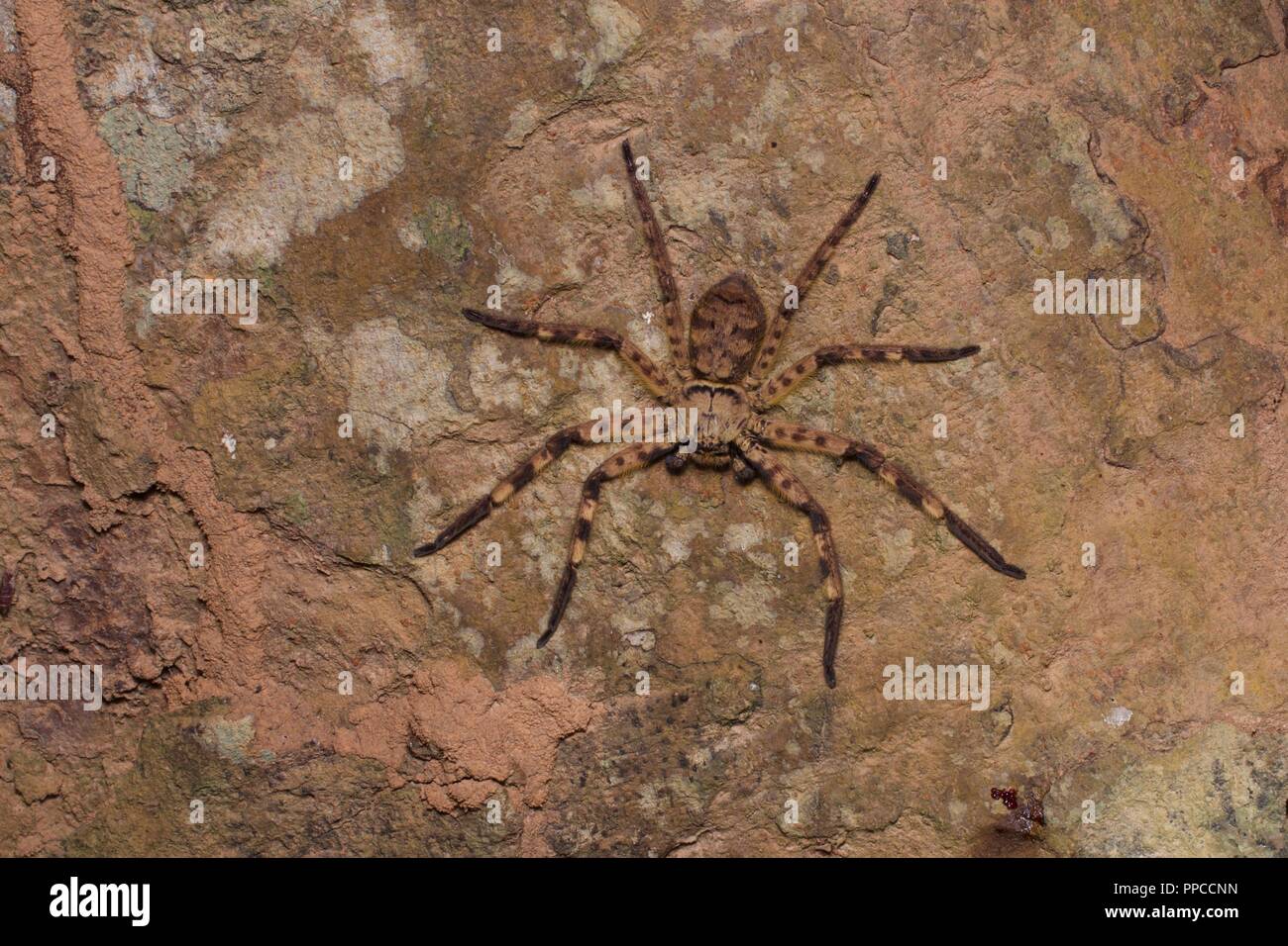 A huntsman spider (family Sparassidae) perched on a flat rock at night in Bobiri Forest Reserve, Ghana, West Africa Stock Photo