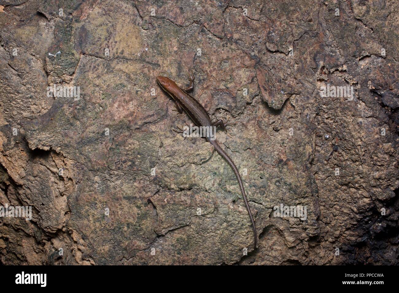 A small skink (Trachylepis sp) on a wet rock at Bobiri Forest Reserve, Ghana, West Africa Stock Photo