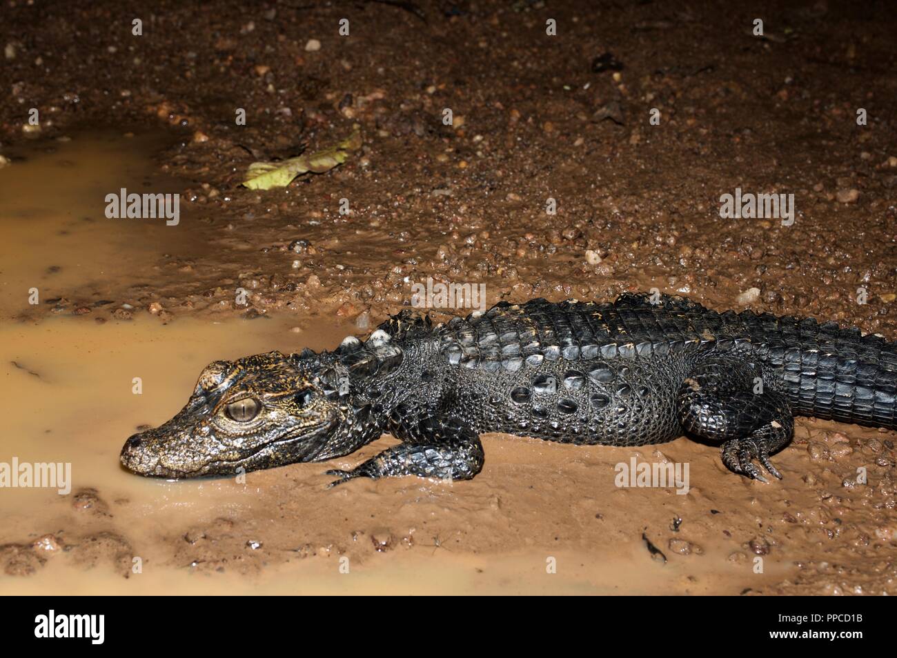 An adult Dwarf Crocodile (Osteolaemus tetraspis) lying near a puddle on a muddy path in Bobiri Forest Reserve, Ghana, West Africa Stock Photo
