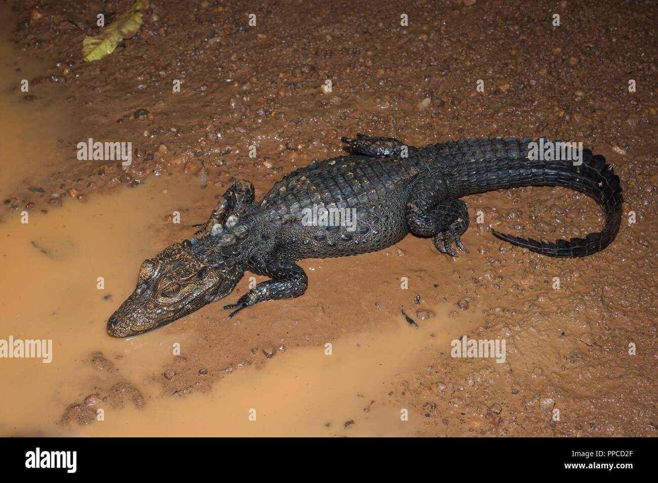 An adult Dwarf Crocodile (Osteolaemus tetraspis) lying near a puddle on a muddy path in Bobiri Forest Reserve, Ghana, West Africa Stock Photo