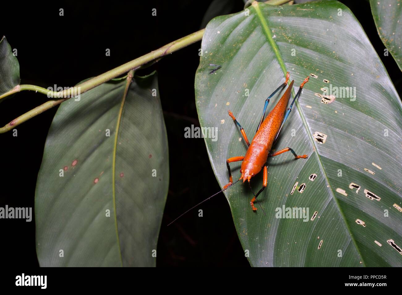 A beautiful red and blue katydid (Plastocorypha vandicana) on a leaf at night in Bobiri Forest Reserve, Ghana, West Africa Stock Photo
