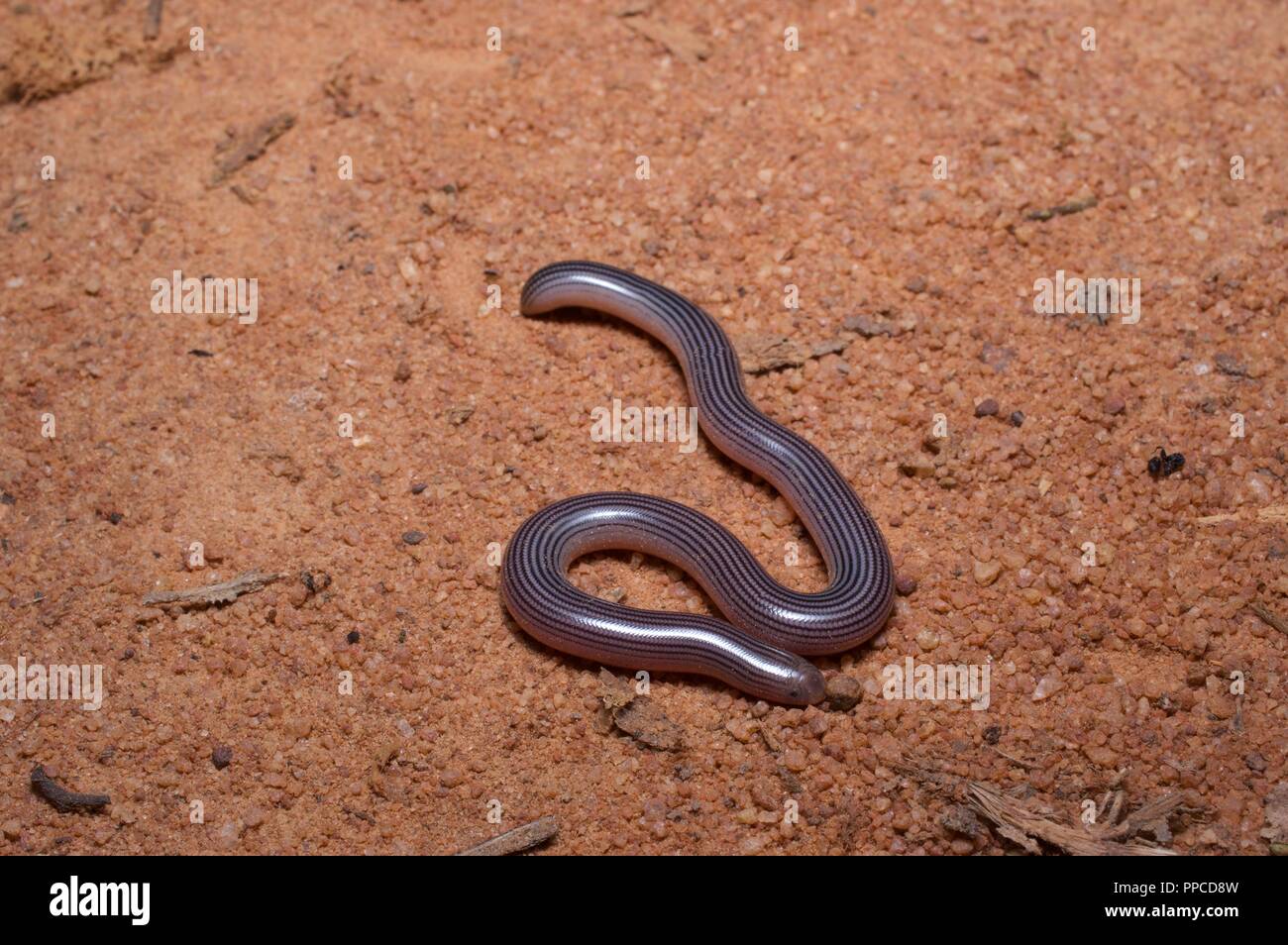 A worm-like Spotted Blind Snake (Afrotyphlops punctatus) on a dirt road at night in Bobiri Forest Reserve, Ghana, West Africa Stock Photo