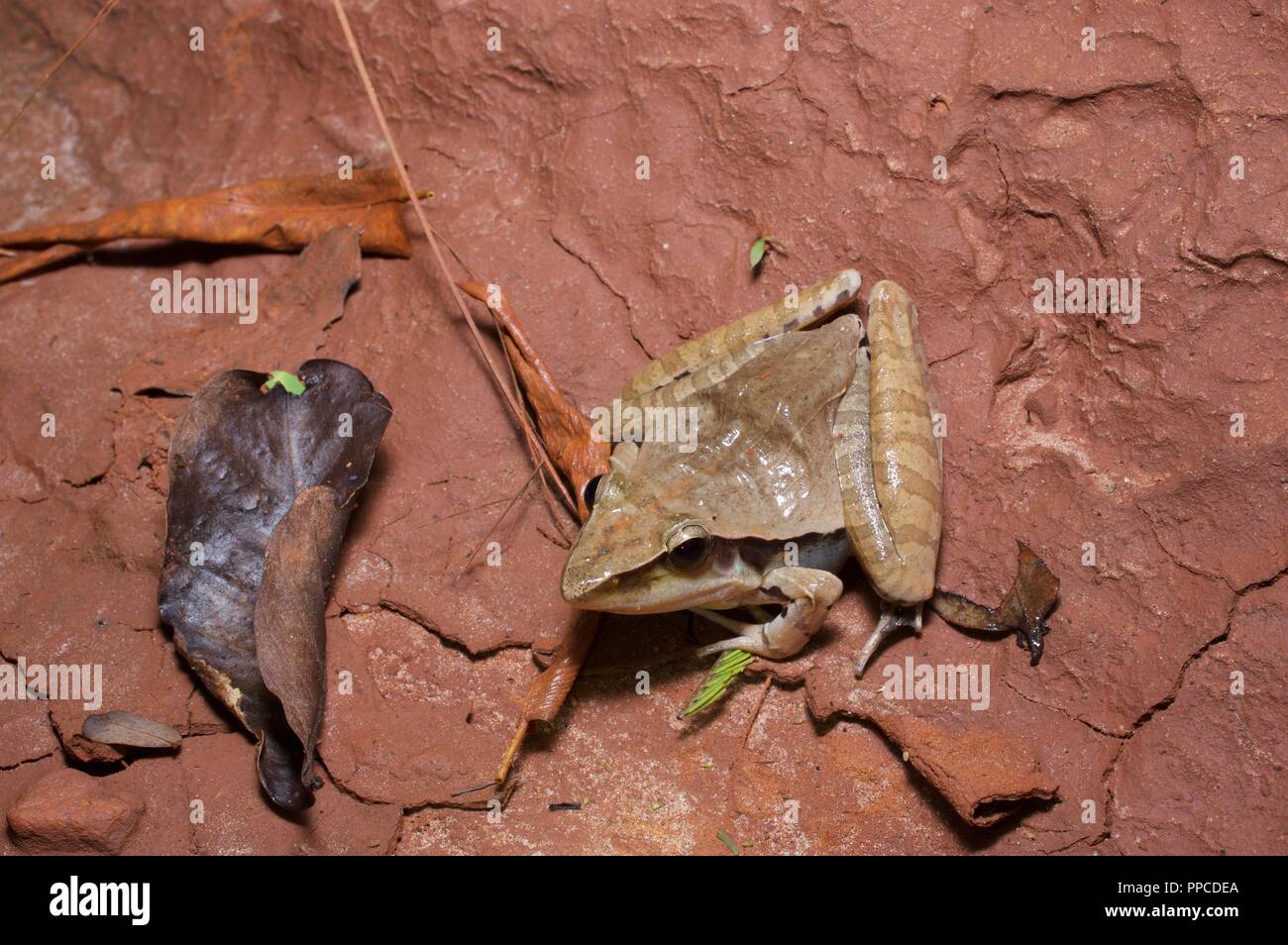 A Snouted Grassland Frog (Ptychadena longirostris) on a dirt path at night in Bobiri Forest Reserve, Ghana, Africa Stock Photo