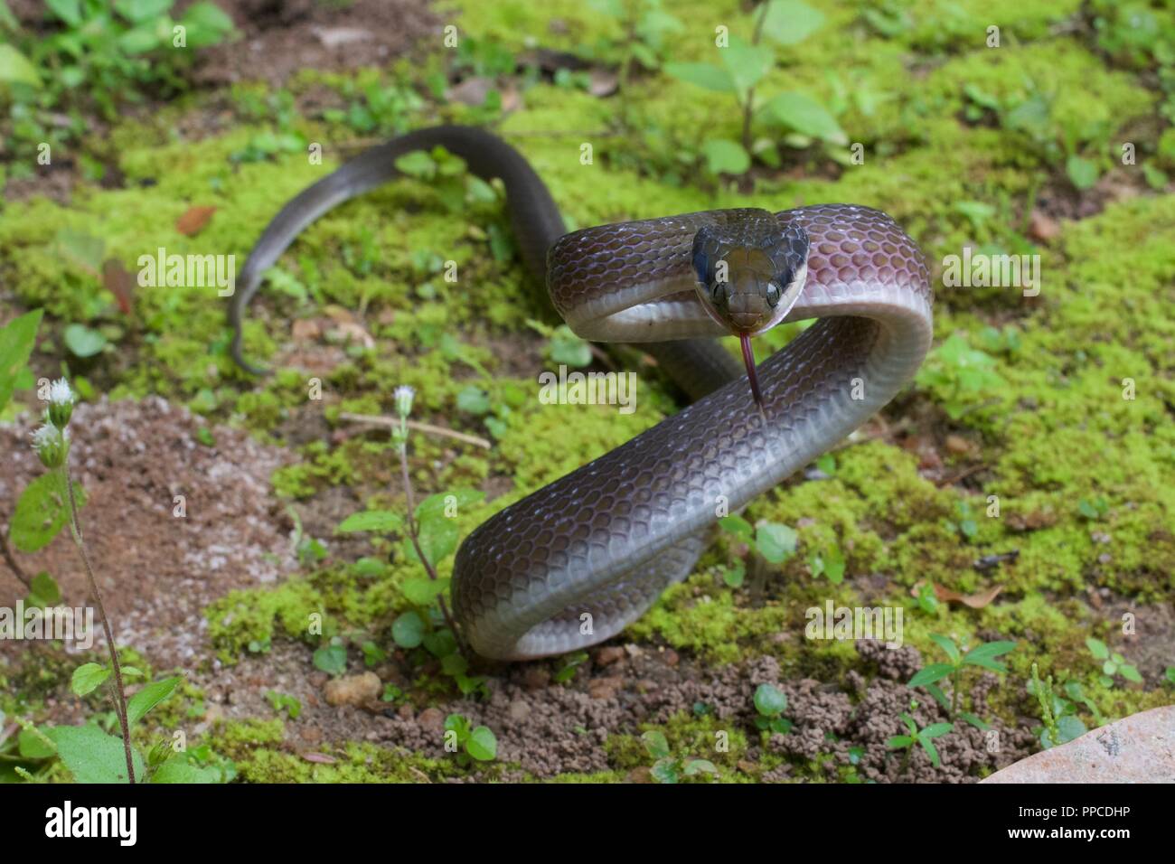 A White-lipped Herald Snake (Crotaphopeltis hotamboeia) in a defensive posture on mossy ground in Bobiri Forest Reserve, Ghana, West Africa Stock Photo